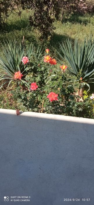 Xovli sotiladi 8 sotixli ipateka qilsa ham buladi