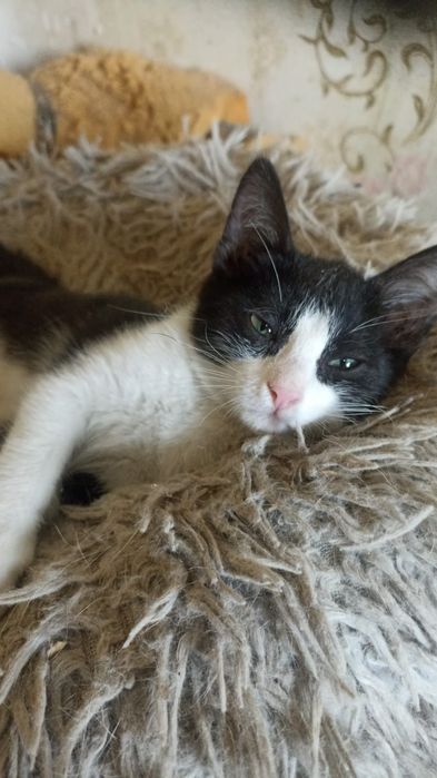 Отдам в дар котенка