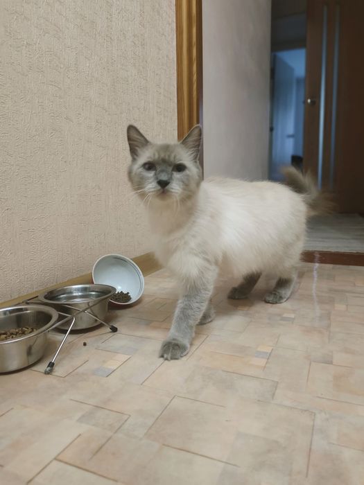 Отдам в добрые руки