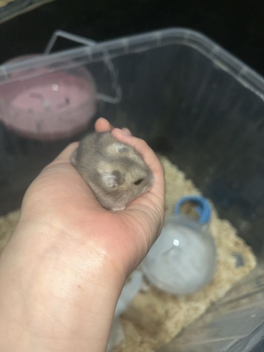 хомяк 2 месяца, со всем необходимым