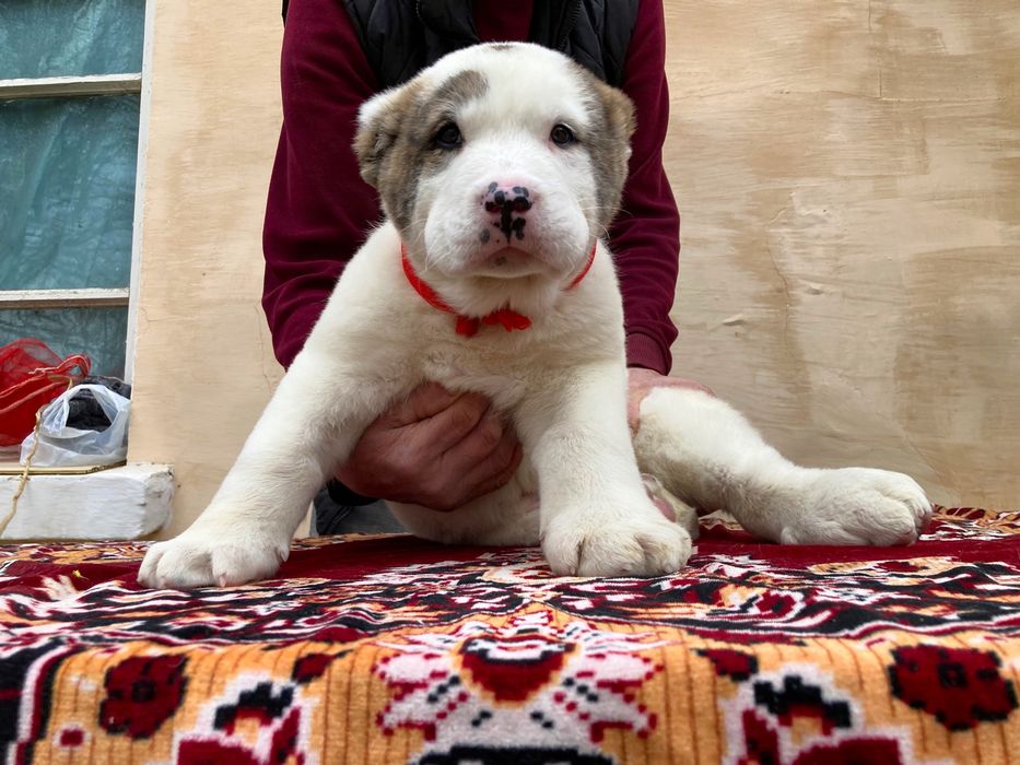 Щенок Алабая ( супер Гигант ) чистокровный