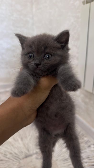 продается котенок