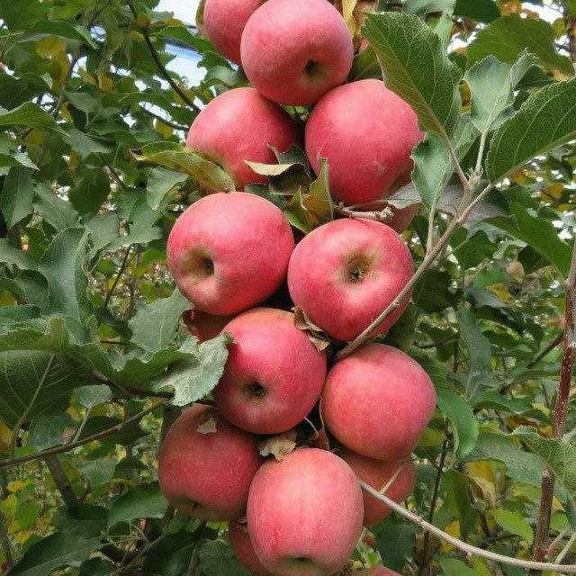 Кўчат Шредерники