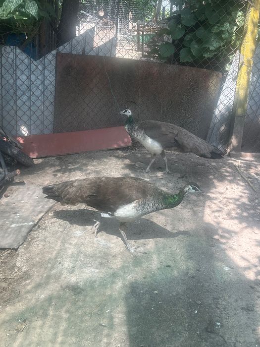 Animale de companie