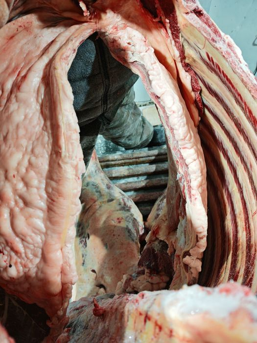 Оптом мясо говядины телятины конины