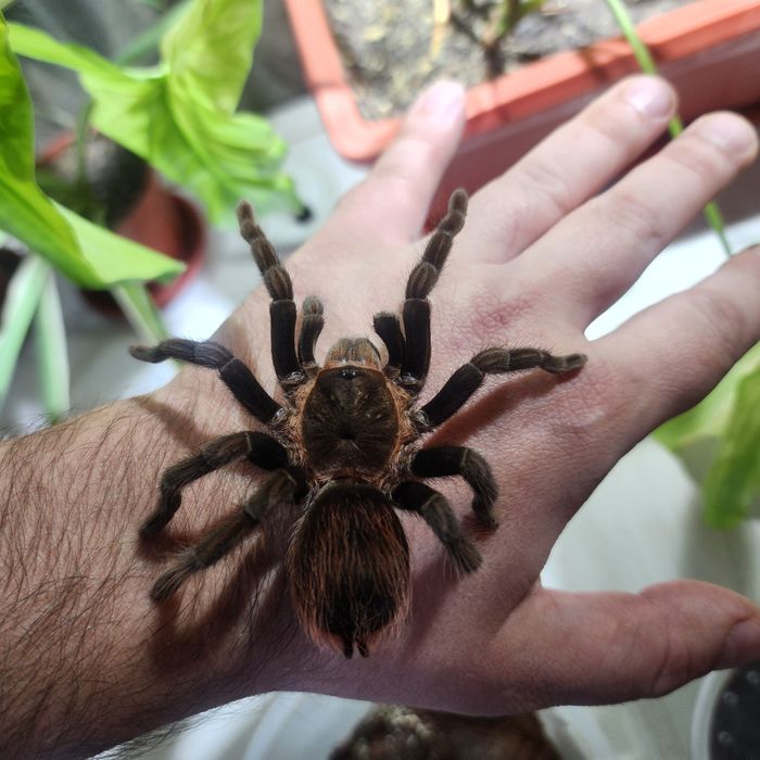 Паук Птициед Брахипельма