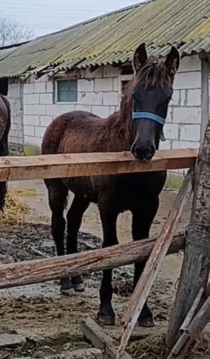 Mânza metis Frizian