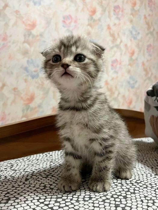 Вислоухий котёнок