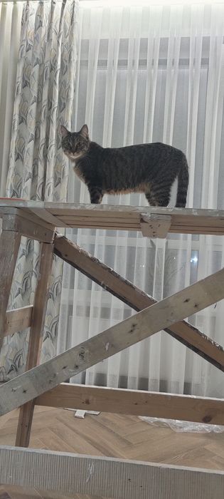 Отдам кошку 3-х лет