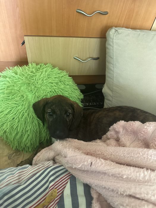 Подавявам кученце