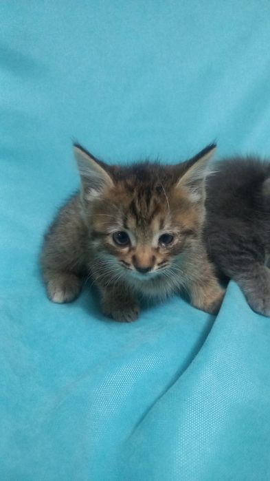 Отамалы меньких котят.