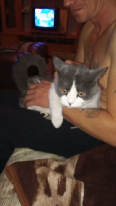 Очень послушный котейка