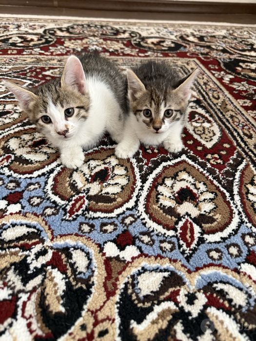Отдам в хорошие руки котят 1,5 месяца мальчи и девочка