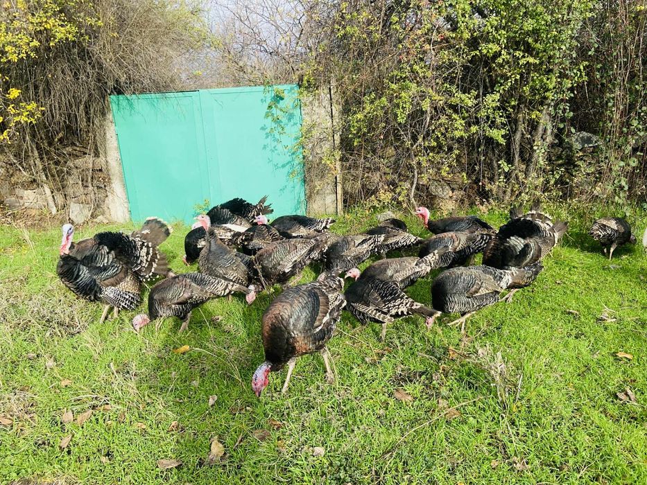 Домашни Пуикй