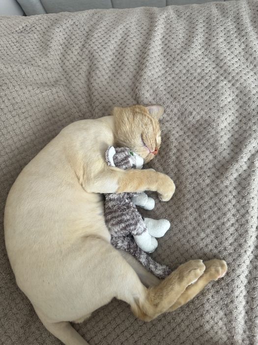 Отдам кота в хорошие руки