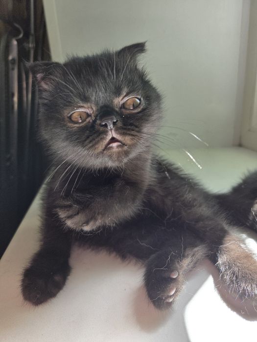 Персидский котёнок