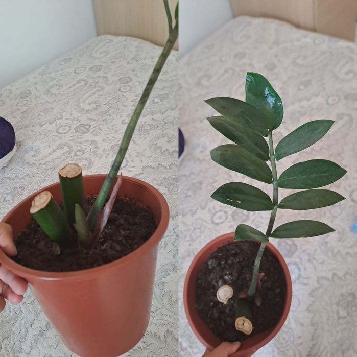 Продам комнатные растения