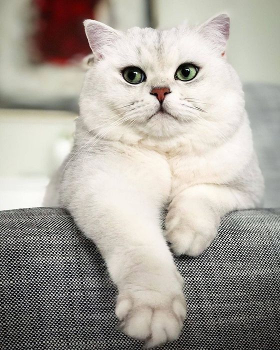 Насл олишга серебристый шиншилла мальчик