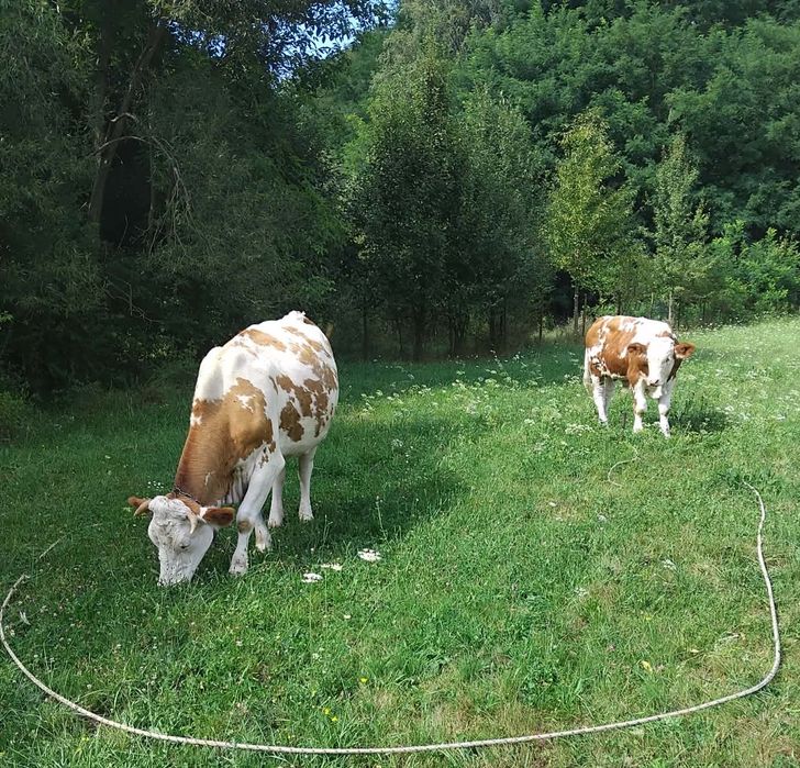 Vaca tânără cu vitel