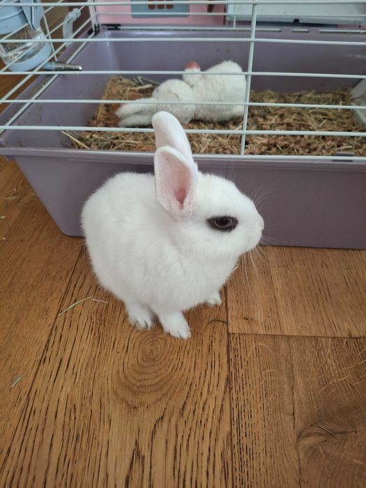 Зайче заедно с клетка