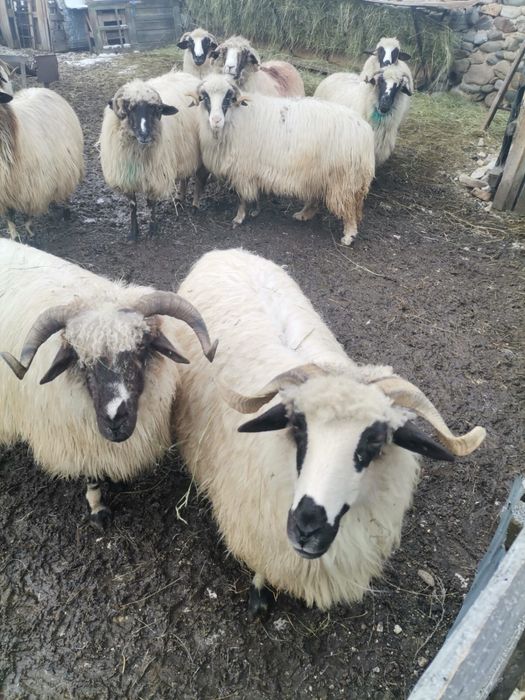 Vând 4 stramioare breze