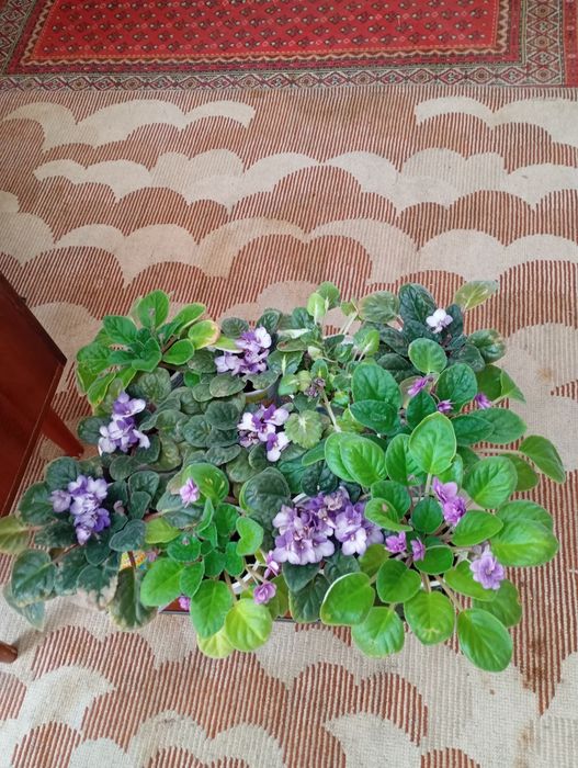 Продам фиалки трёх цветов