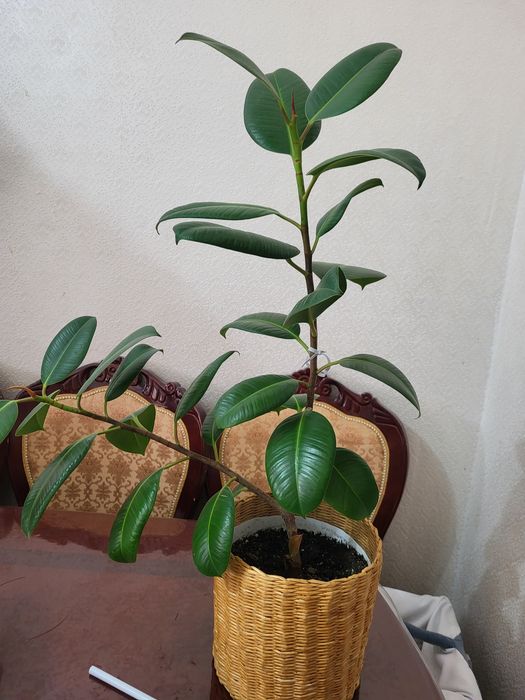 Продам фикус район шанхай