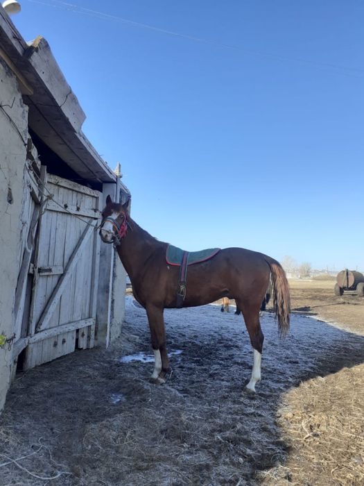 Айғыр сатылааддд