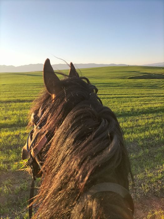 Аигыр сатылады 6 жасар боиы 162