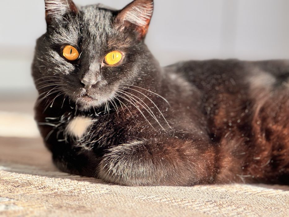 Отдам кота в добрые руки