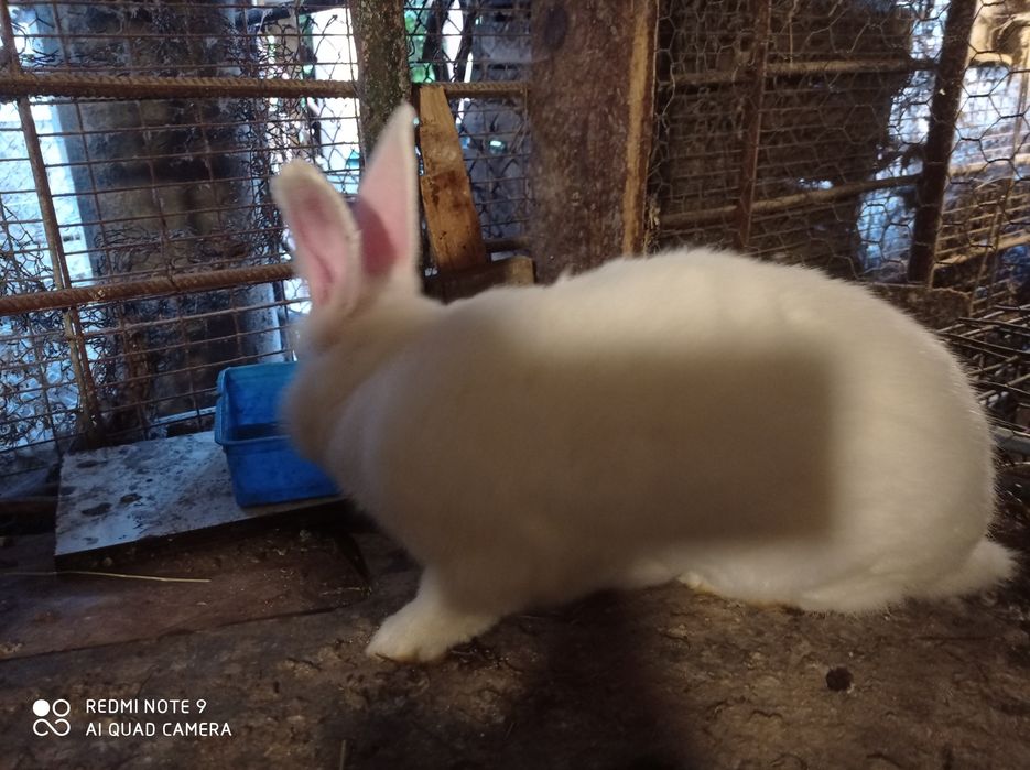 Iepuri de vinzare Brasov masculi maturi femele fluture german