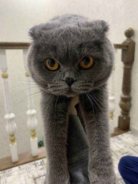 шотландская вислоухая кошка