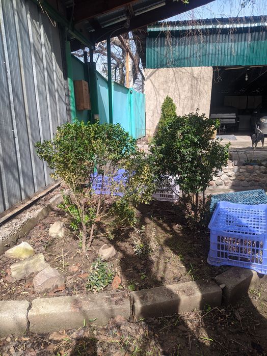 Самшит декоративный