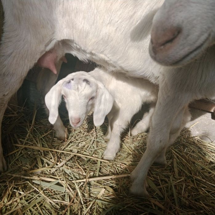 Заненский  ұрғашы лақ