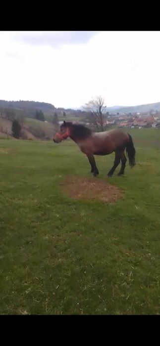 Armasar,noatin de vanzare