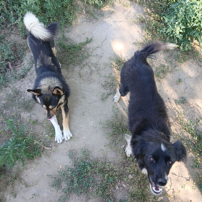 Щенки в добрые руки