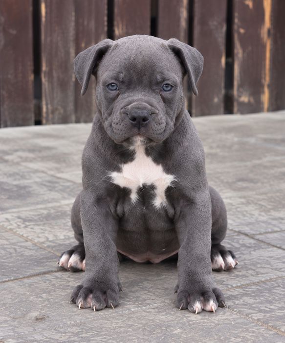 Mascul american Staffordshire Terrier