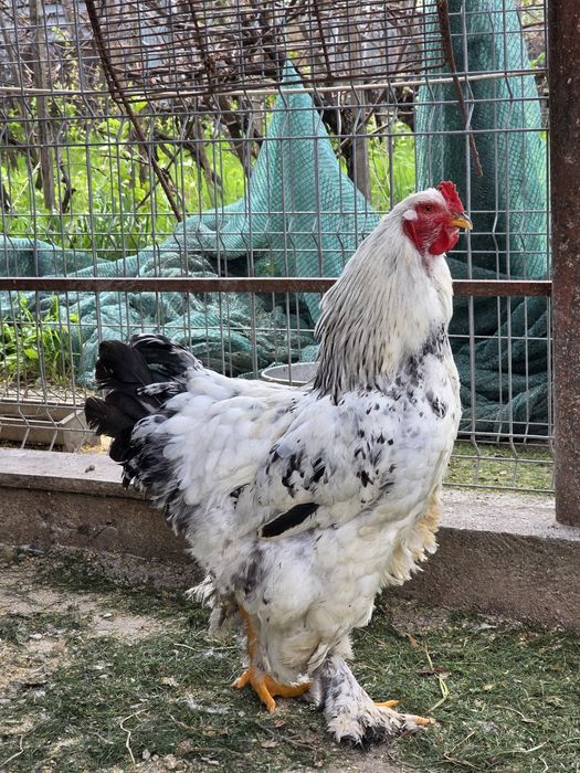 Cocoși rasa Brahma