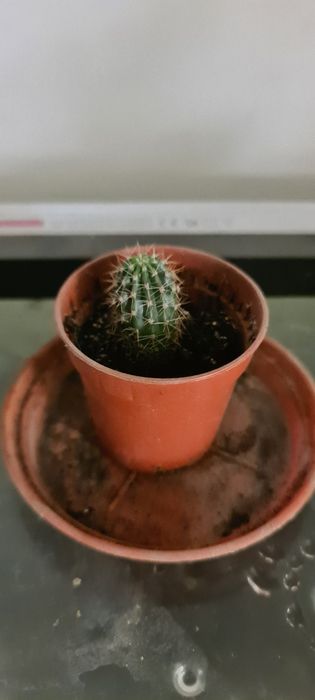 Кактусы саженцы.