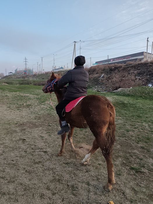 Тай майда 1 Жаска толады