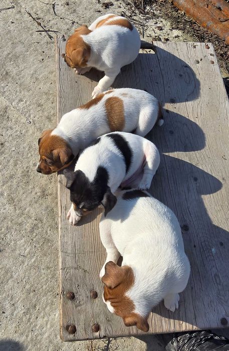 Jack Russell Terrier x 4 pui masculi