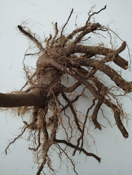 Пауловния. Висококачествени фиданки