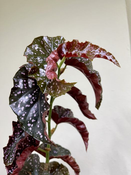 Бегония краклин роуз