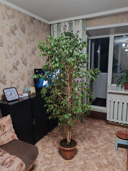 Фикус Бенжамина цветок