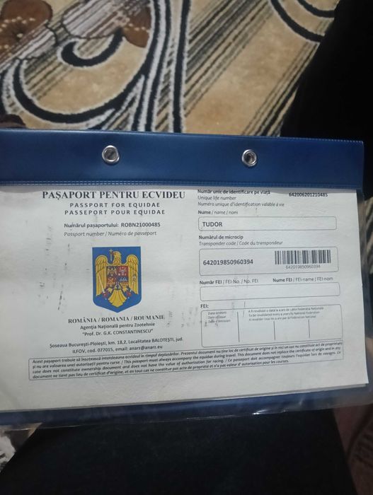 De vânzare armăsar