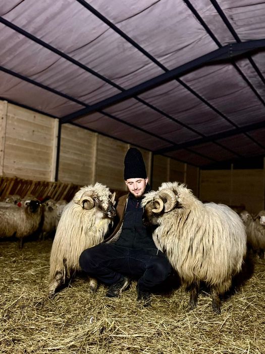 Vând berbec bucalau de Luncani