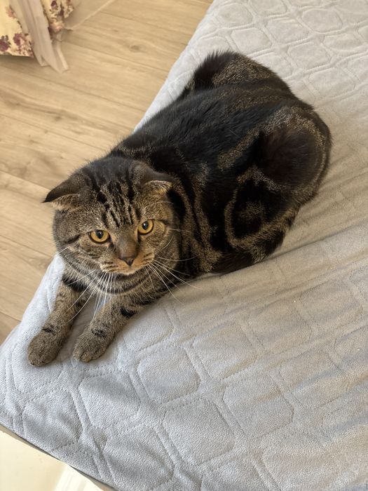 Кот Шотландский вислоухий