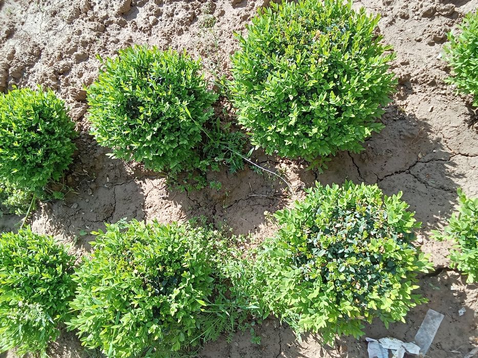 Shamshod sotiladi keles