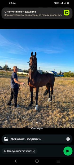 Продам элитного Орловца