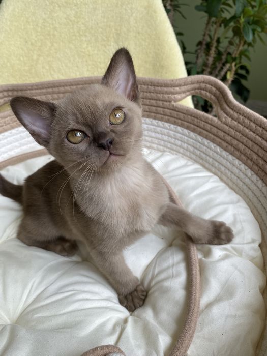 Европейская Бурма